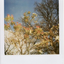 flowers_polaroid6